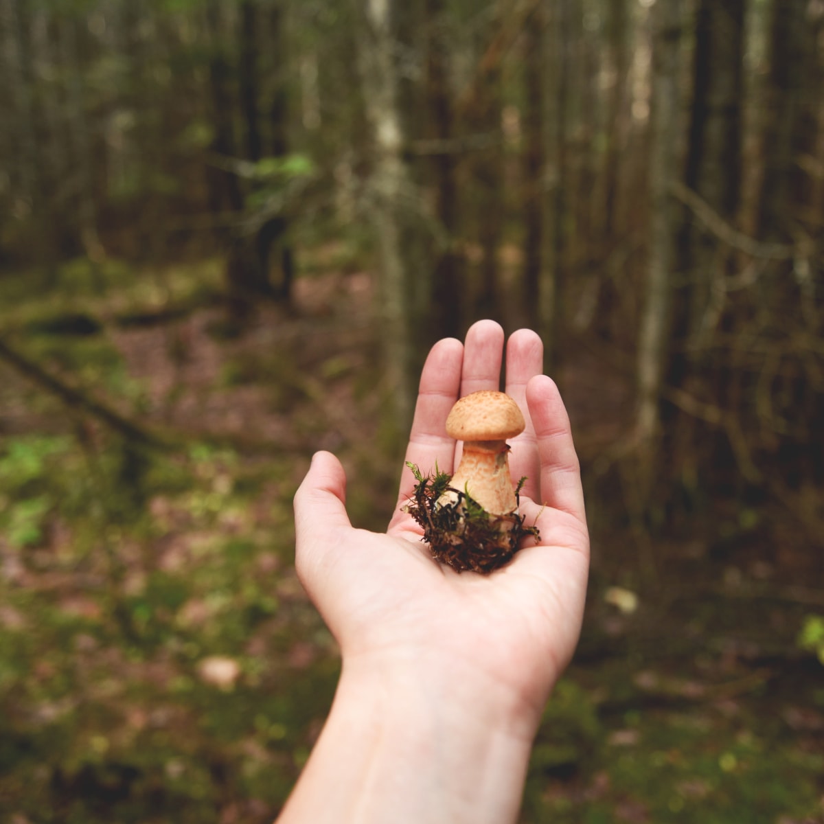 Champignon dans une main tendue dans la forêt
