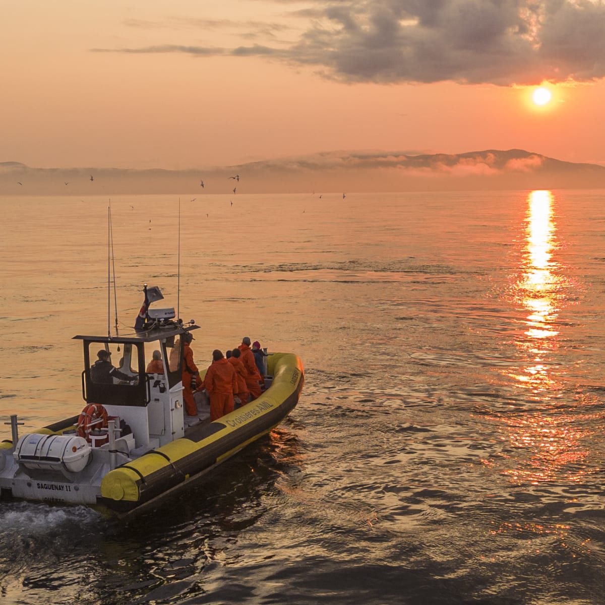 Croisière aux baleines : le coucher de soleil en Zodiac sur le fleuve