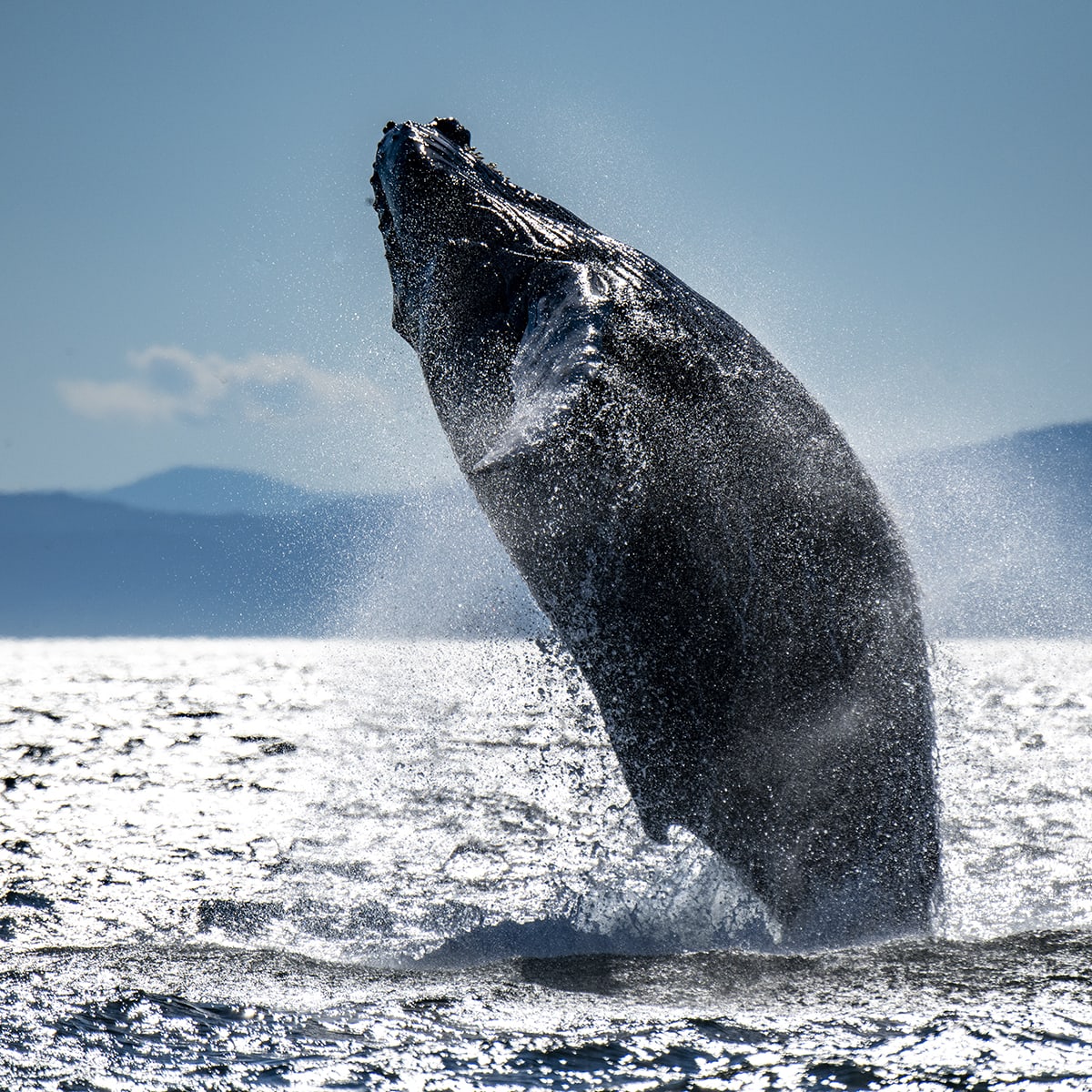 Côte Nord Baleines