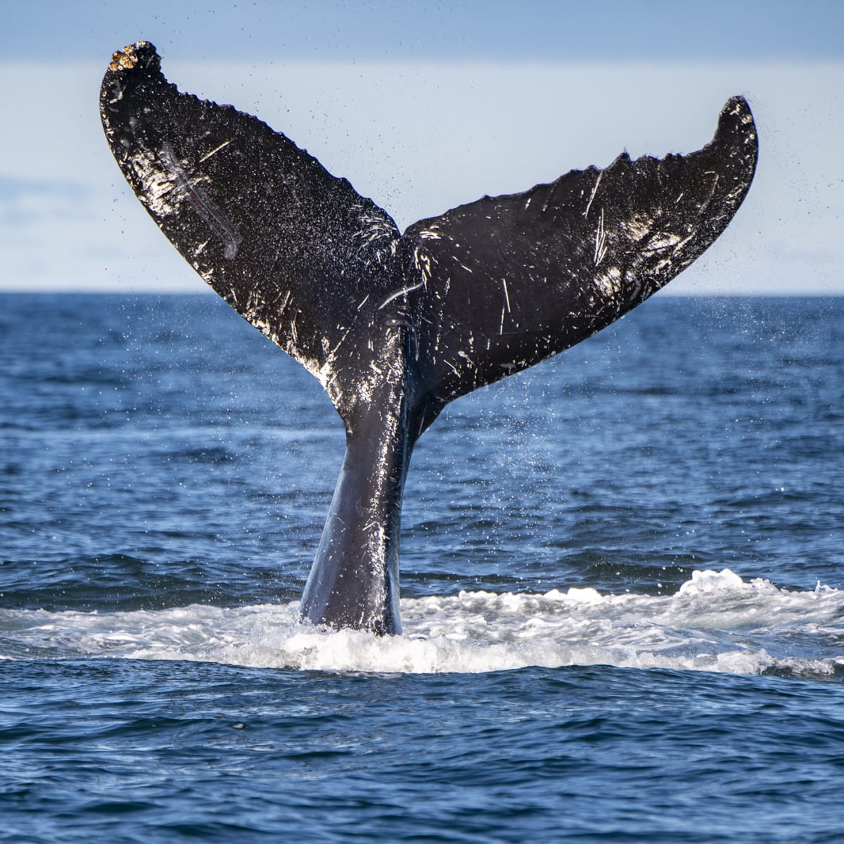 Côte Nord Baleine