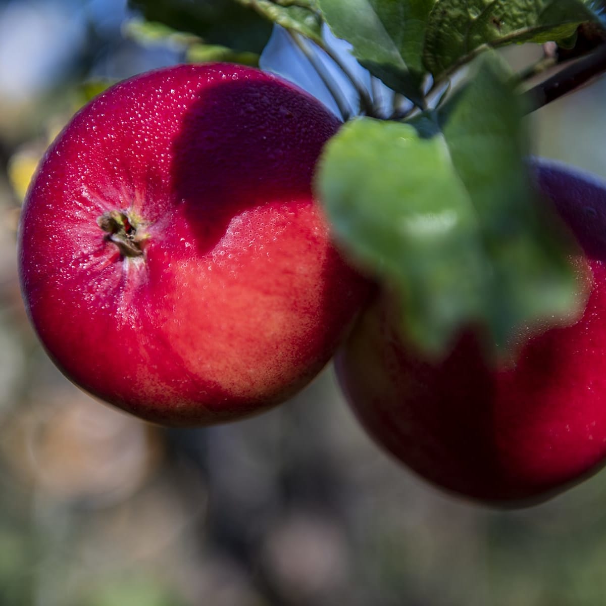 Apples on a tree in Côte-Nord.