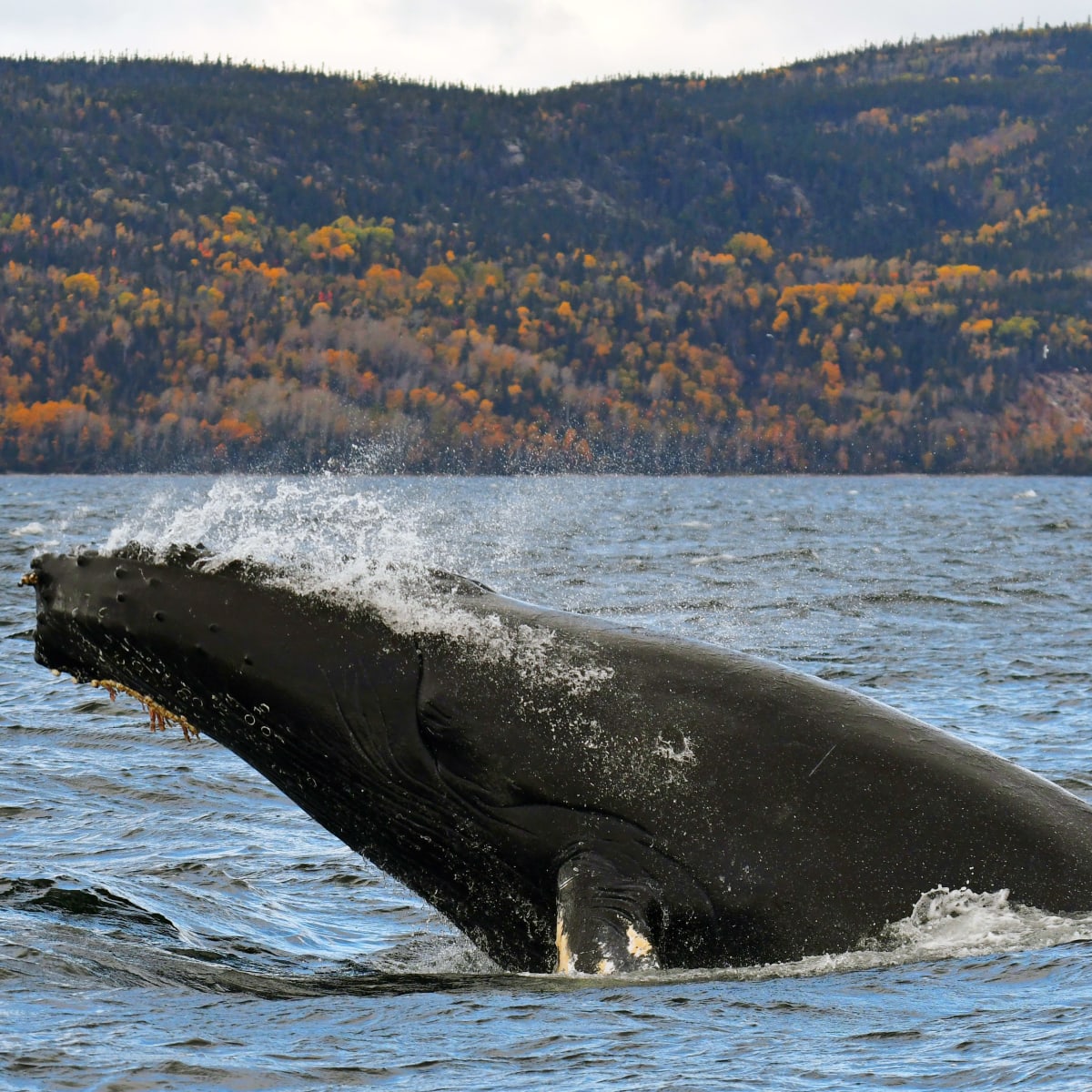 Whale in the fall in Côte-Nord.