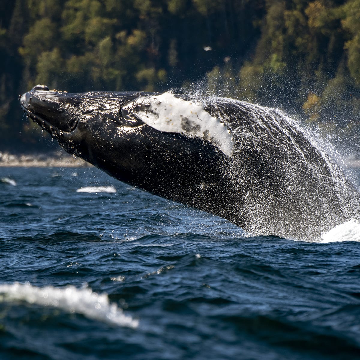 Baleine en train d'émerger de l'eau