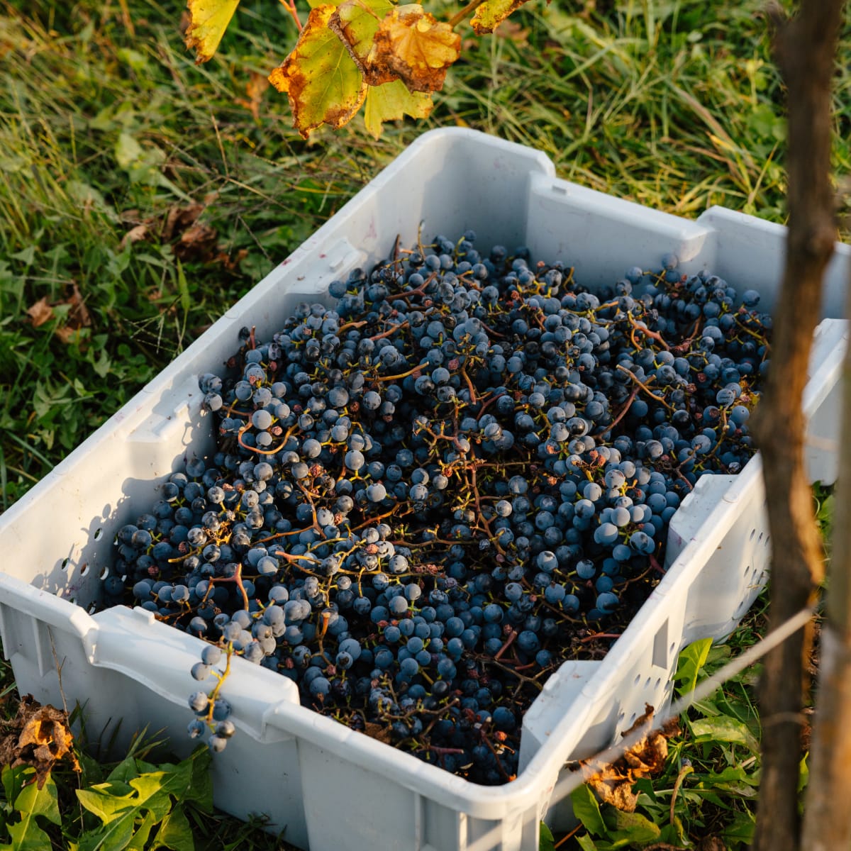 Blueberries