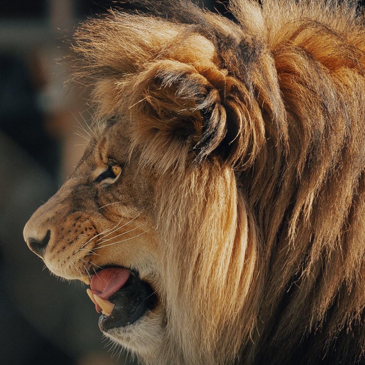 Lion