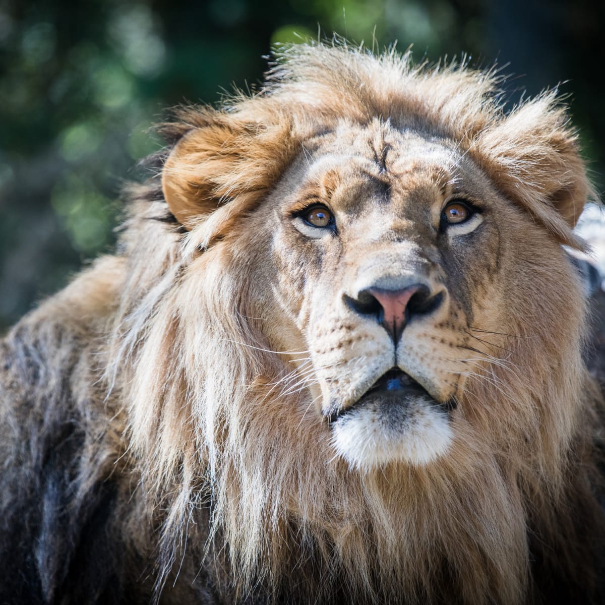 Lion au Zoo de Granby.