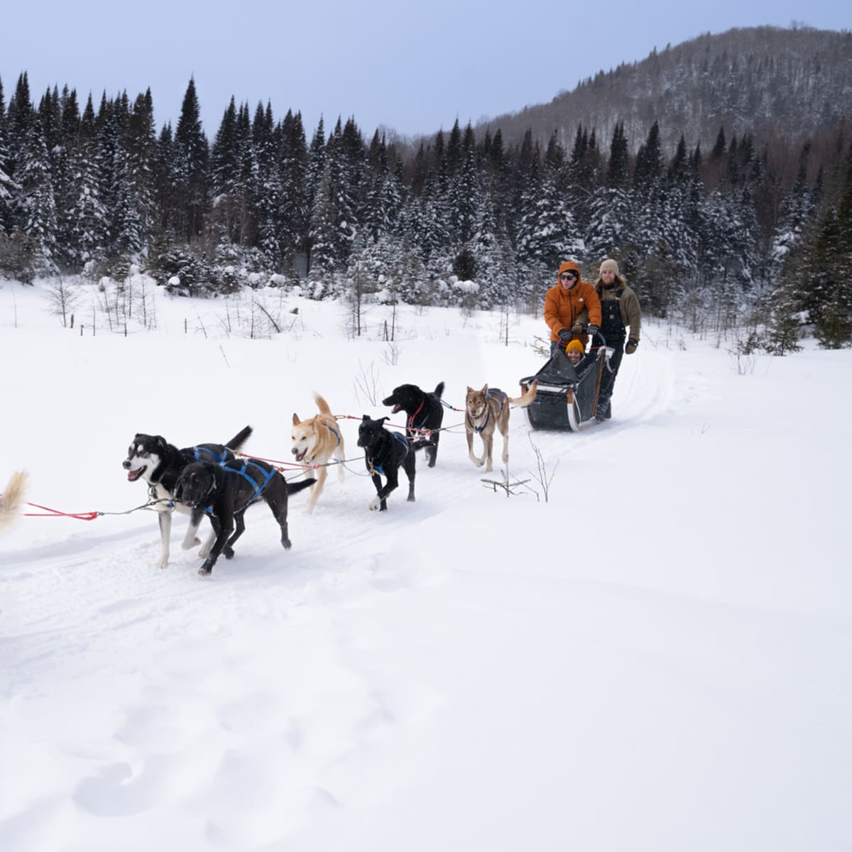 Balade en traîneau à chiens.