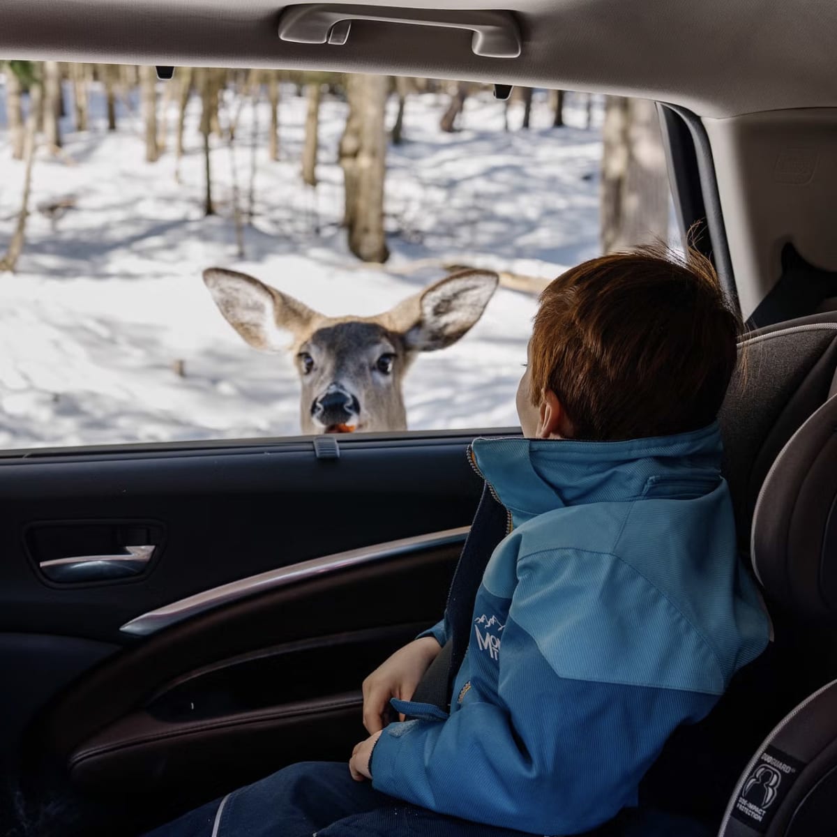 Enfant regardant un cerf au Parc Oméga en voiture. 