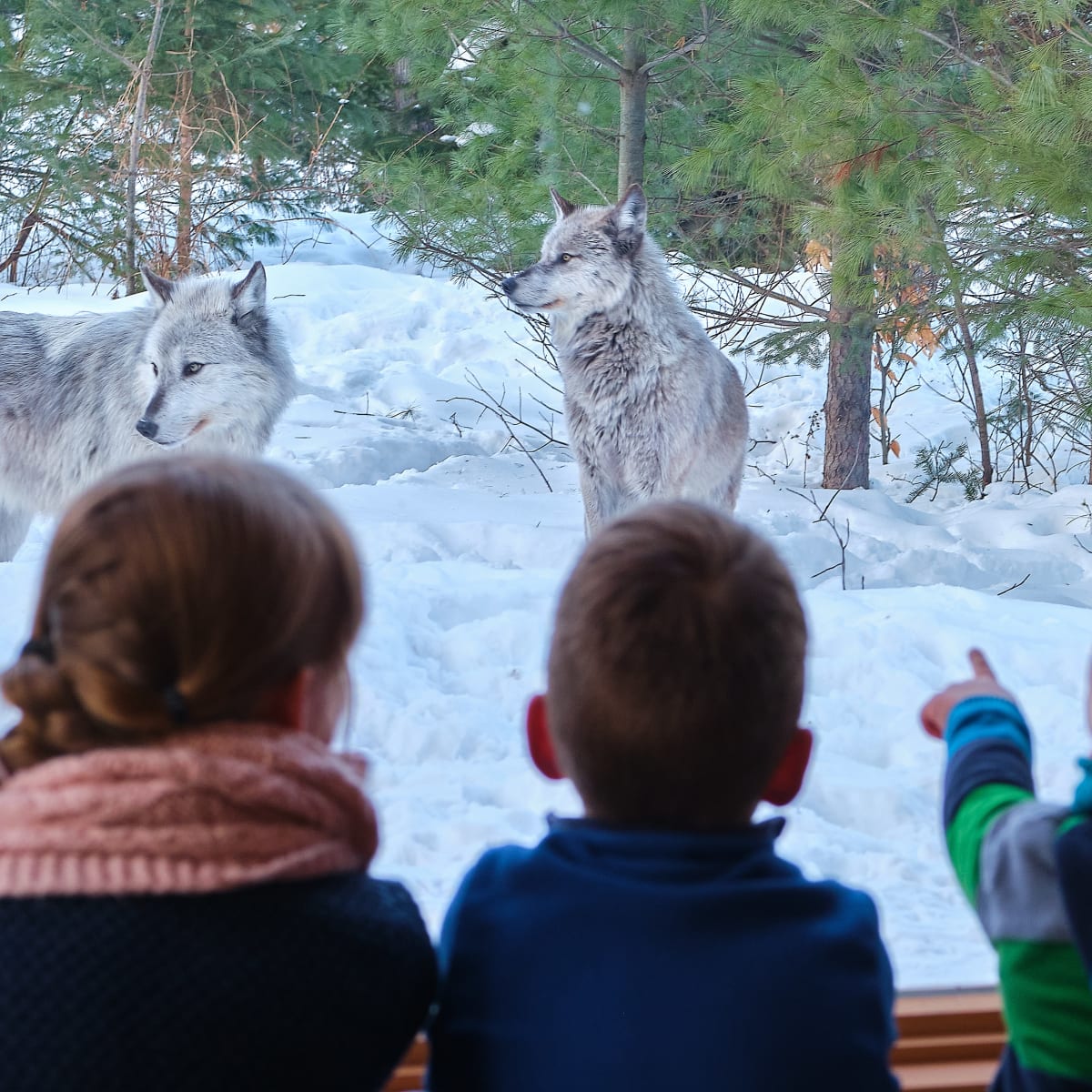 Des enfants observant des loups.