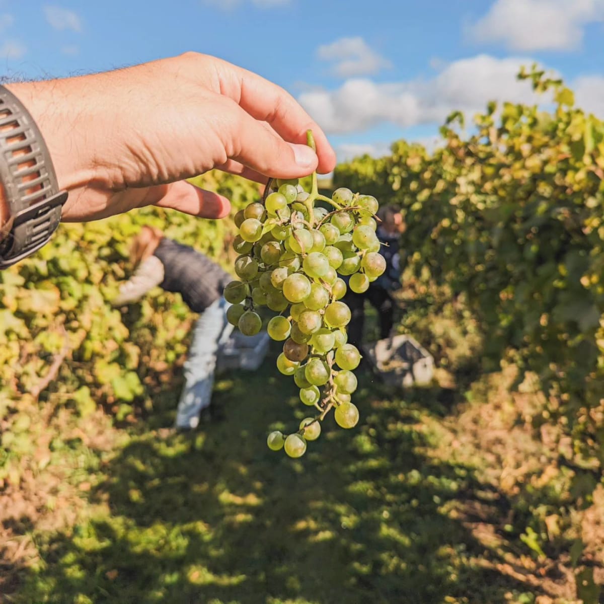 Main qui tient une grappe de raisins dans un vignoble en Outaouais.