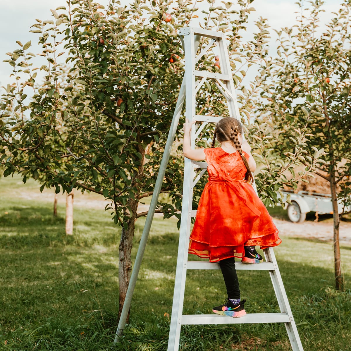 Petite fille dans une échelle au champs de pommes dans Portneuf.