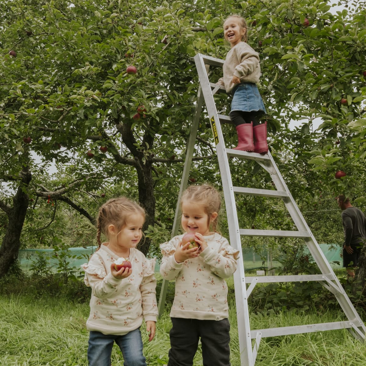 Fillettes et autocueillette de pommes au verger.