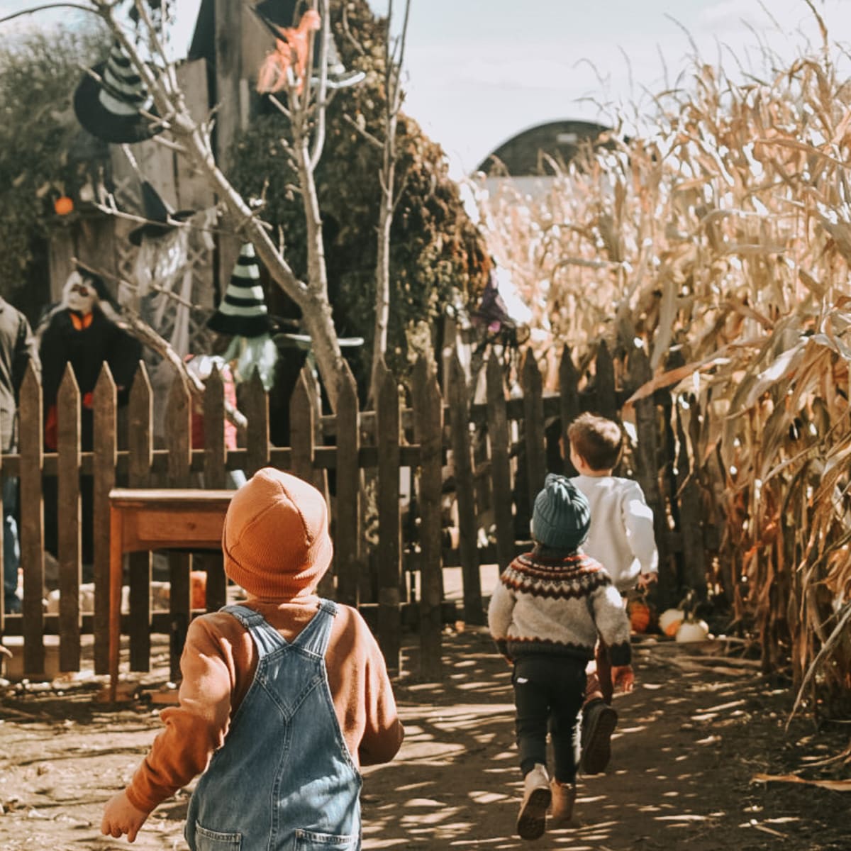 Enfants dans une labyrinthe de maïs d'Halloween.