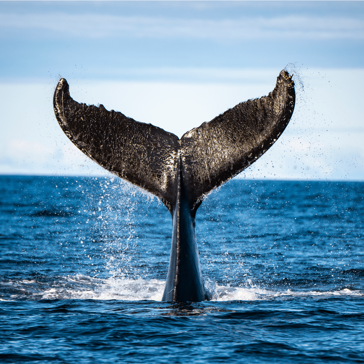 Viens voir les baleines