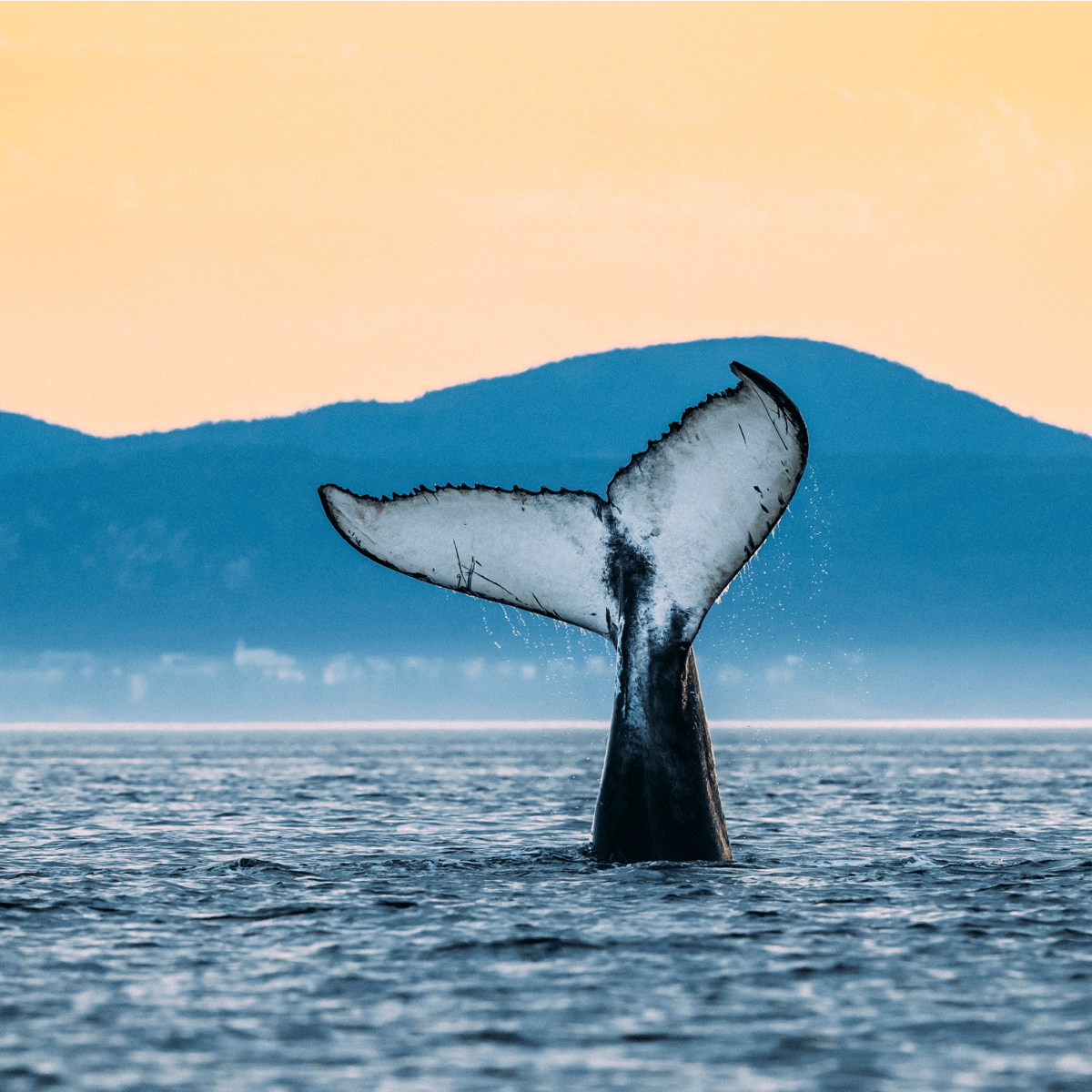 Queue d'une baleine