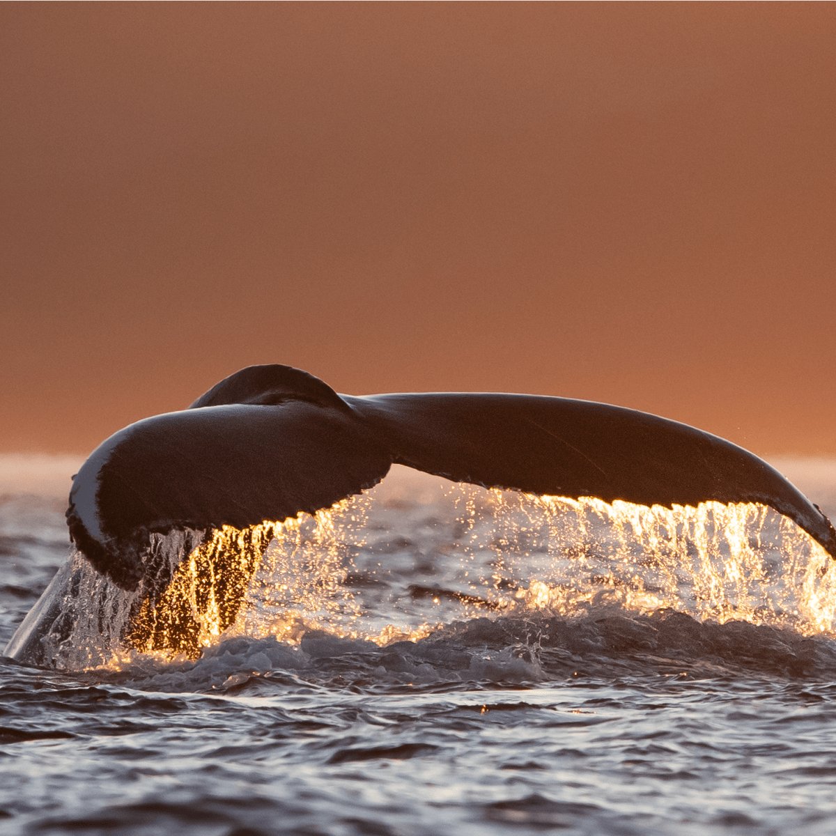 Queue d'une baleine