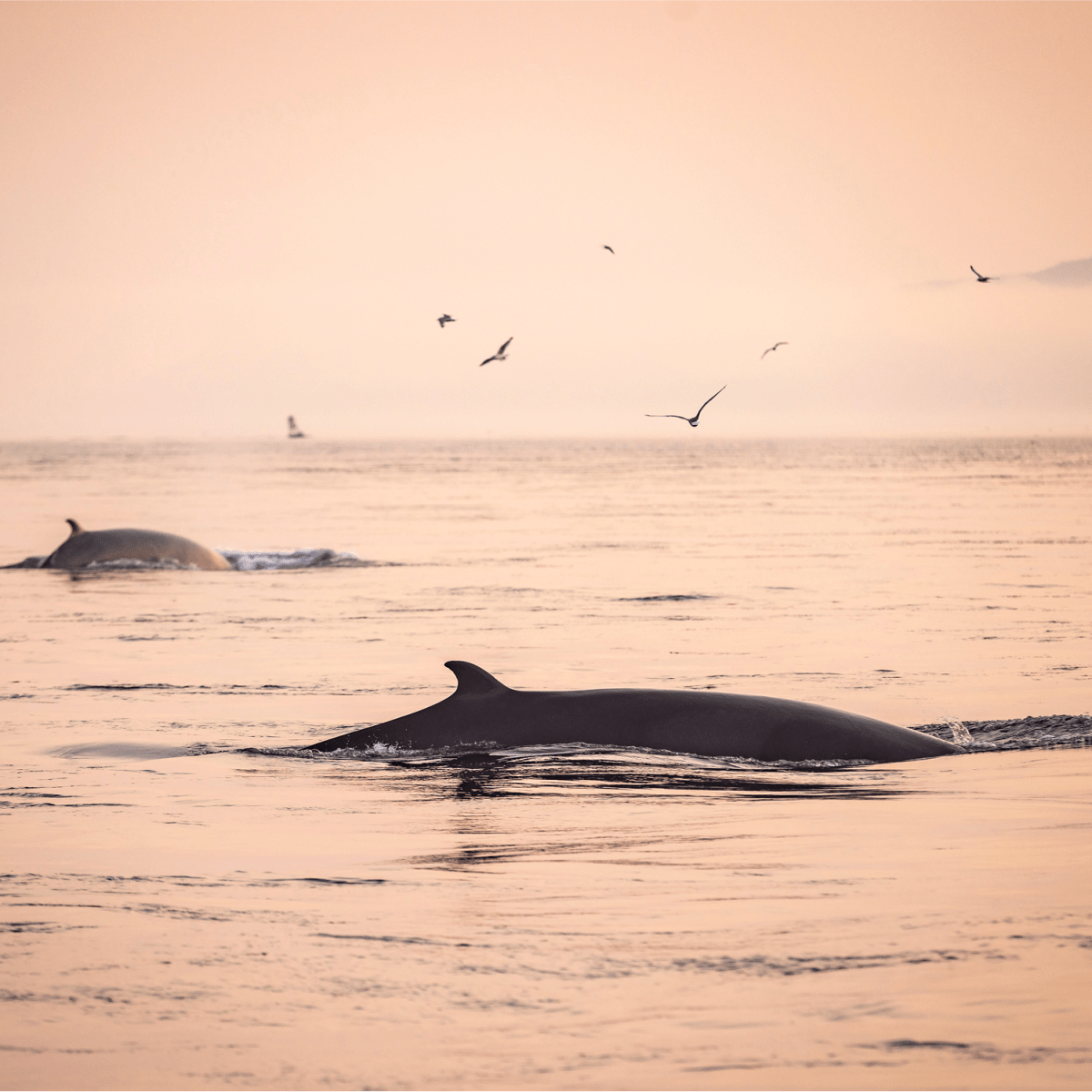 Baleines à la surface de l'eau
