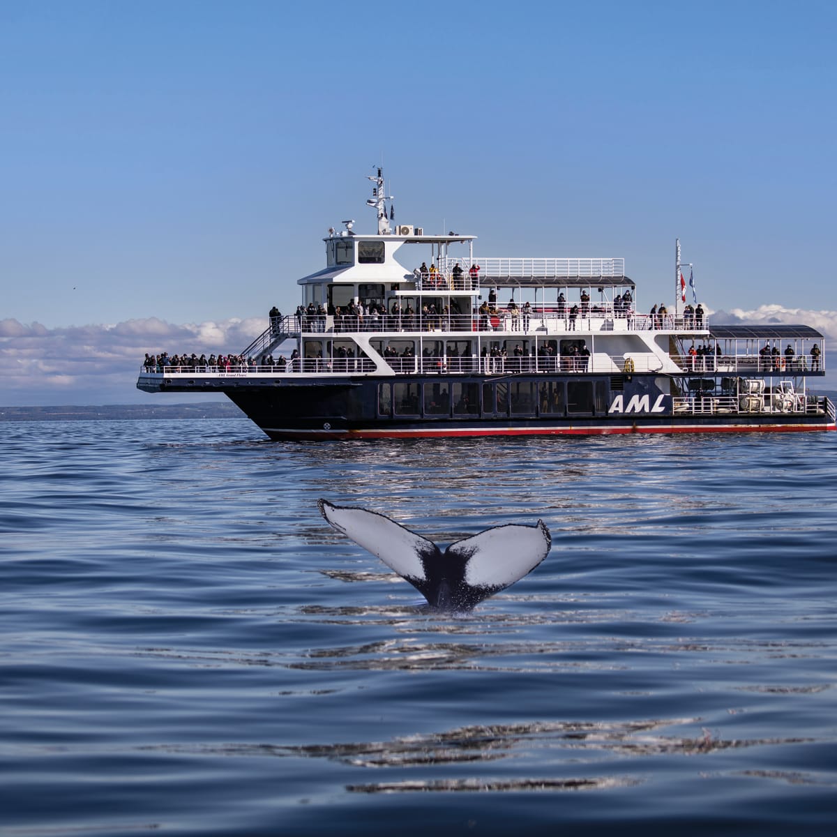 Bateau de croisière AML et queue de baleine dans l'eau
