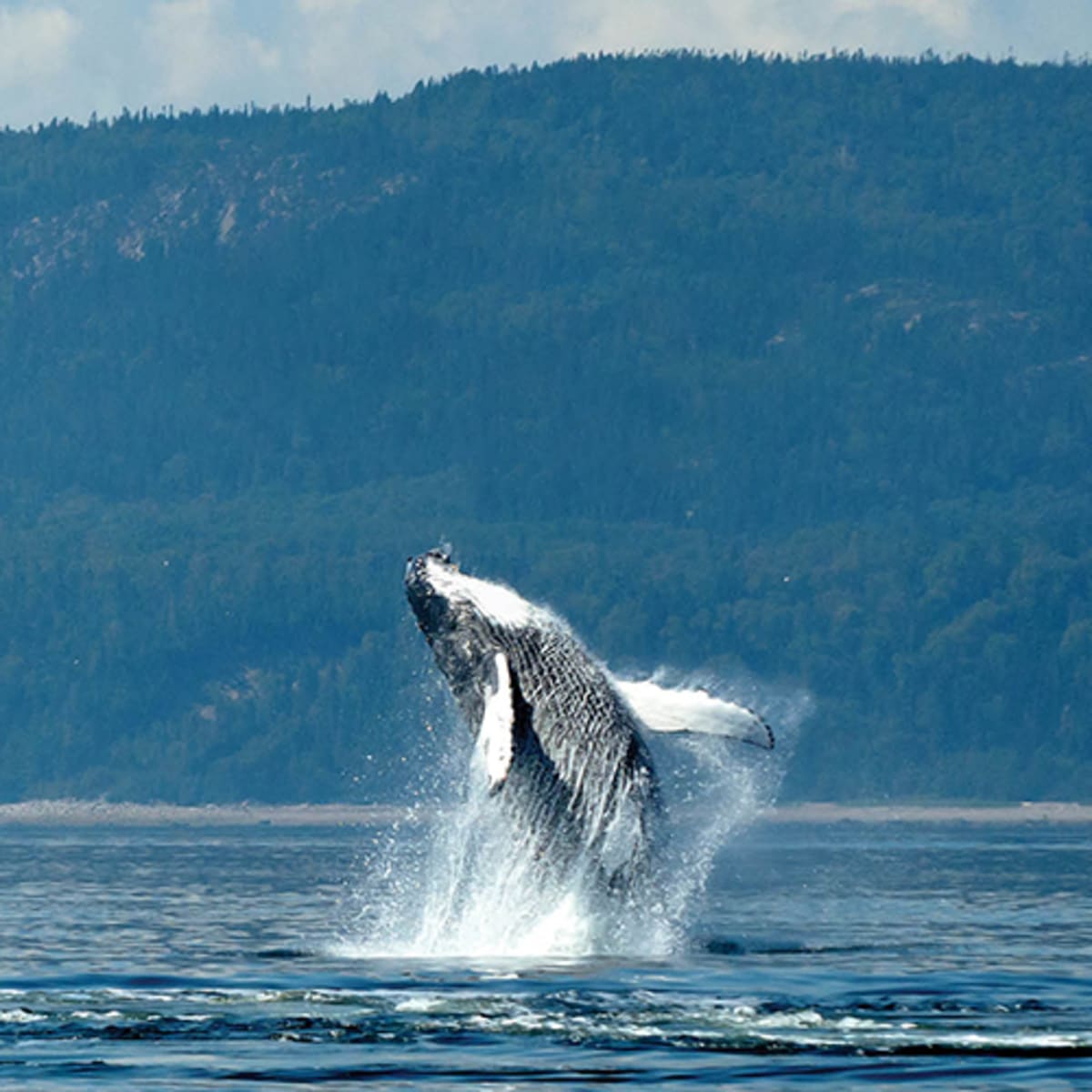 Baleine qui émerge de l'eau