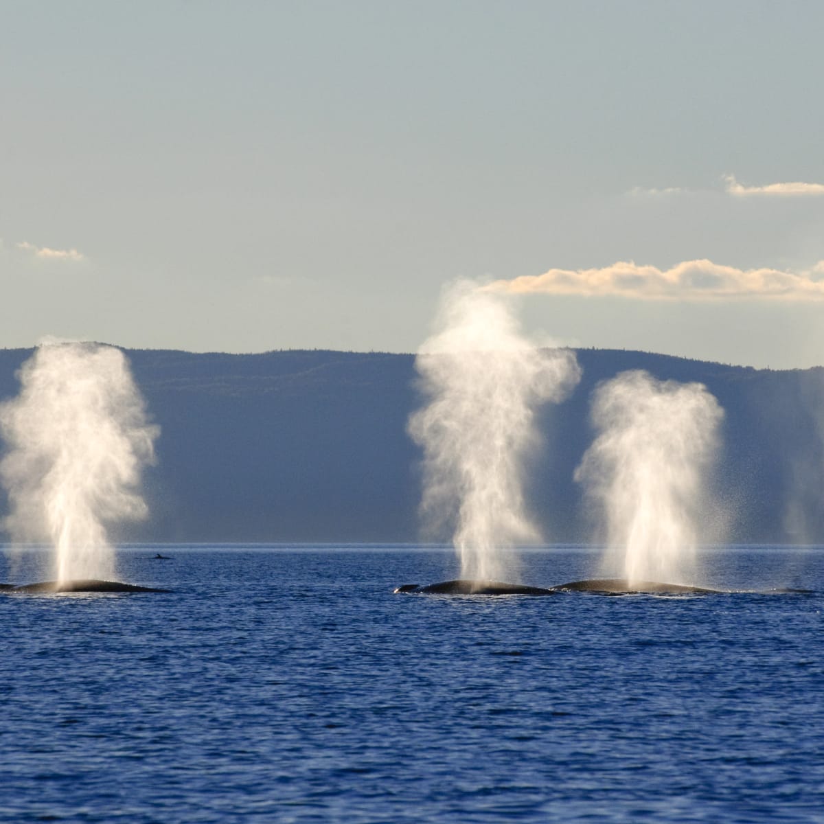 Souffle des baleines