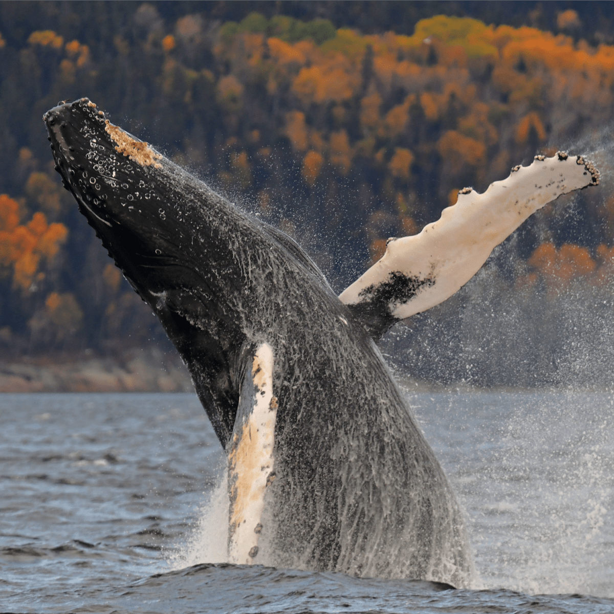A humpback whale breaking the surface.