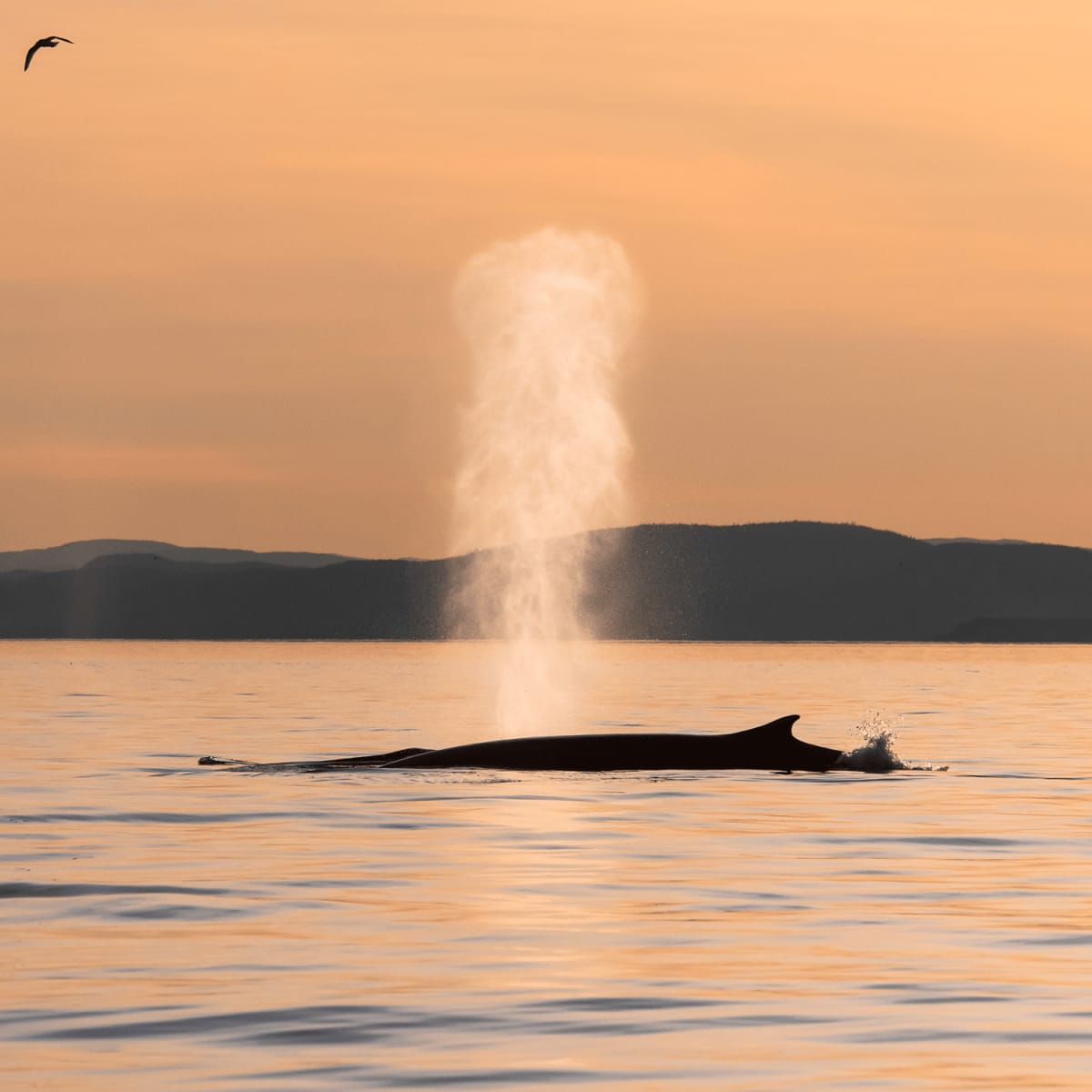 A whale exhaling at the water's surface.