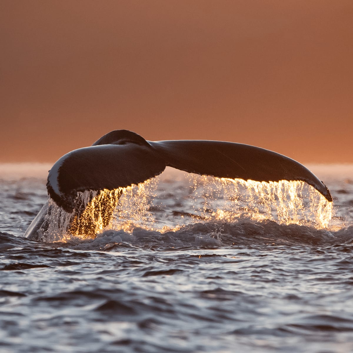 A whale's tail breaking the surface.