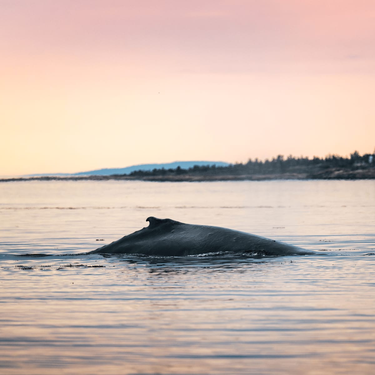 The dorsal fin of a whale at the water's surface.