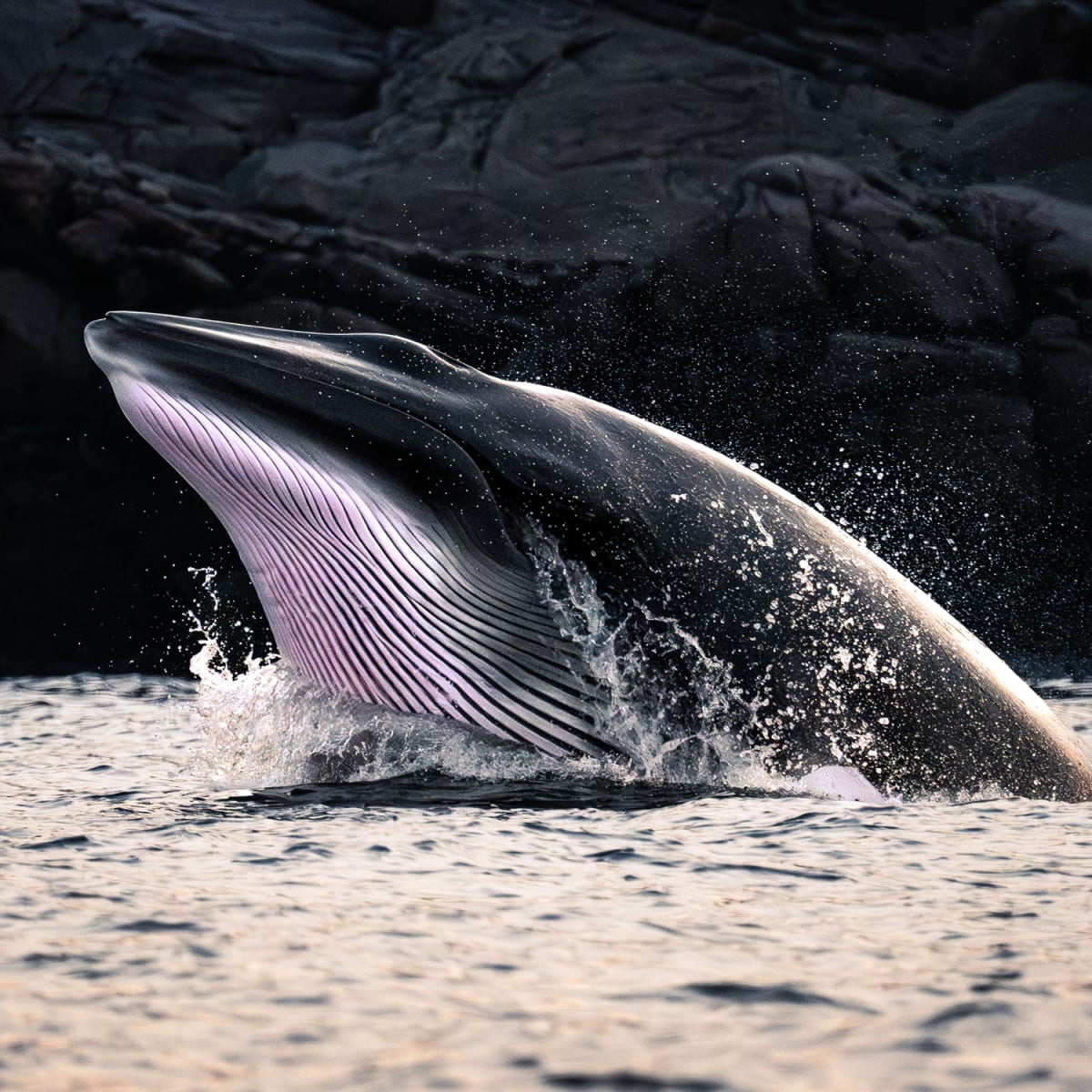 A whale's head sticking out of the water.