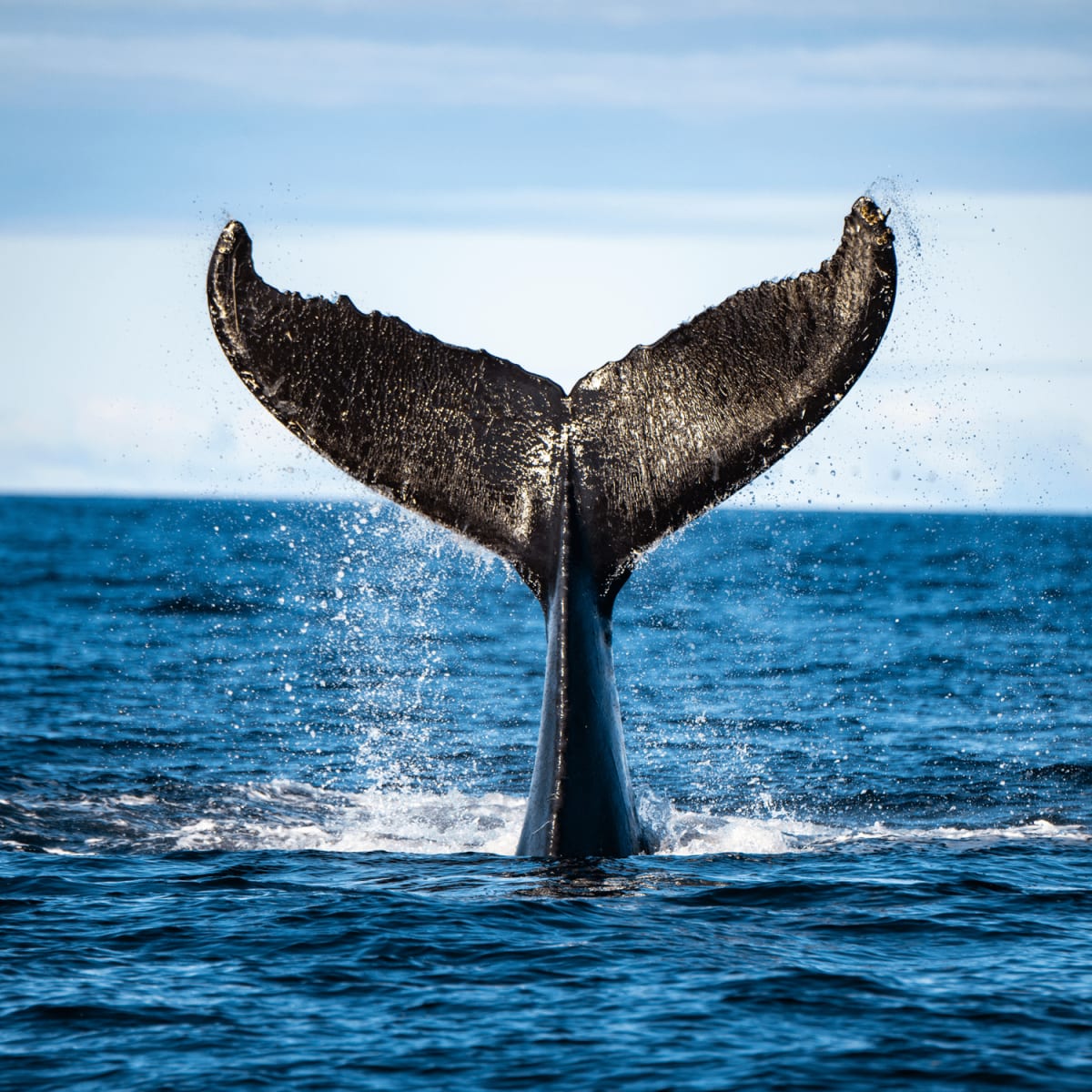 Queue de baleine sortant de l'eau.