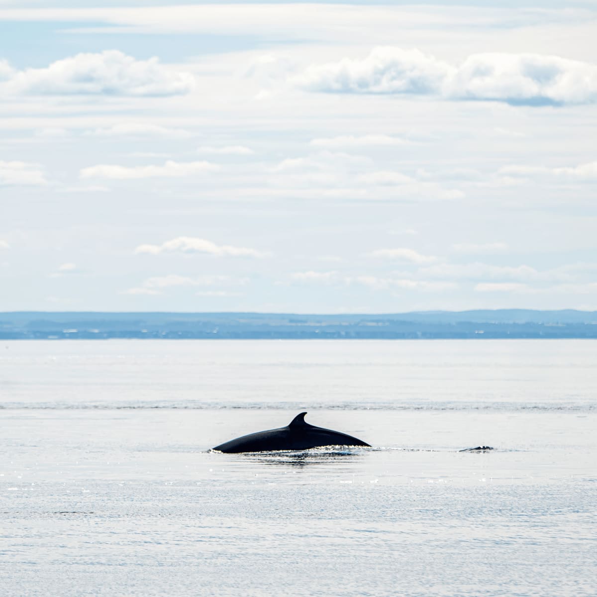 Petite nageoir de baleine hors de l'eau. 