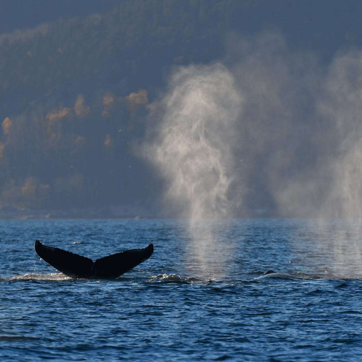 Queue de baleine sortant de l'eau.