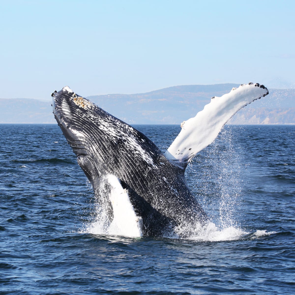 Baleine sortant de l'eau.