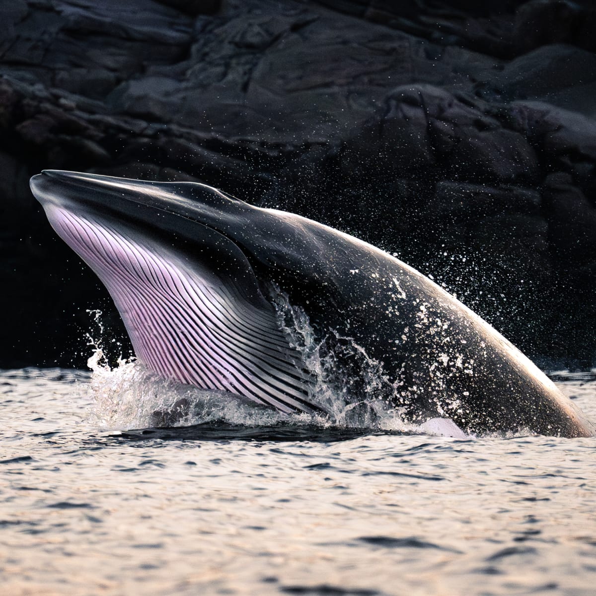 Tête de baleine hors de l'eau. 