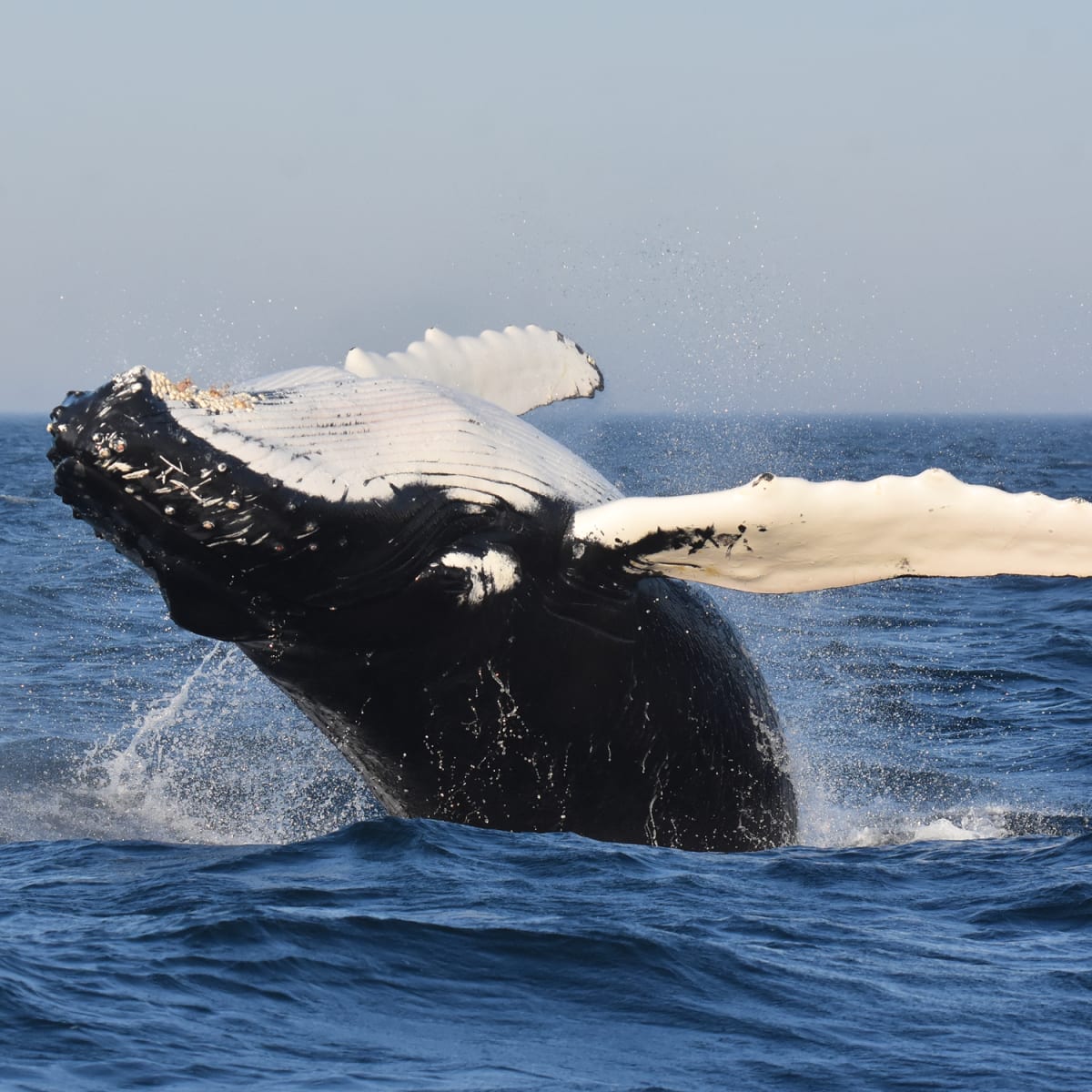 Baleine qui sort de l'eau.