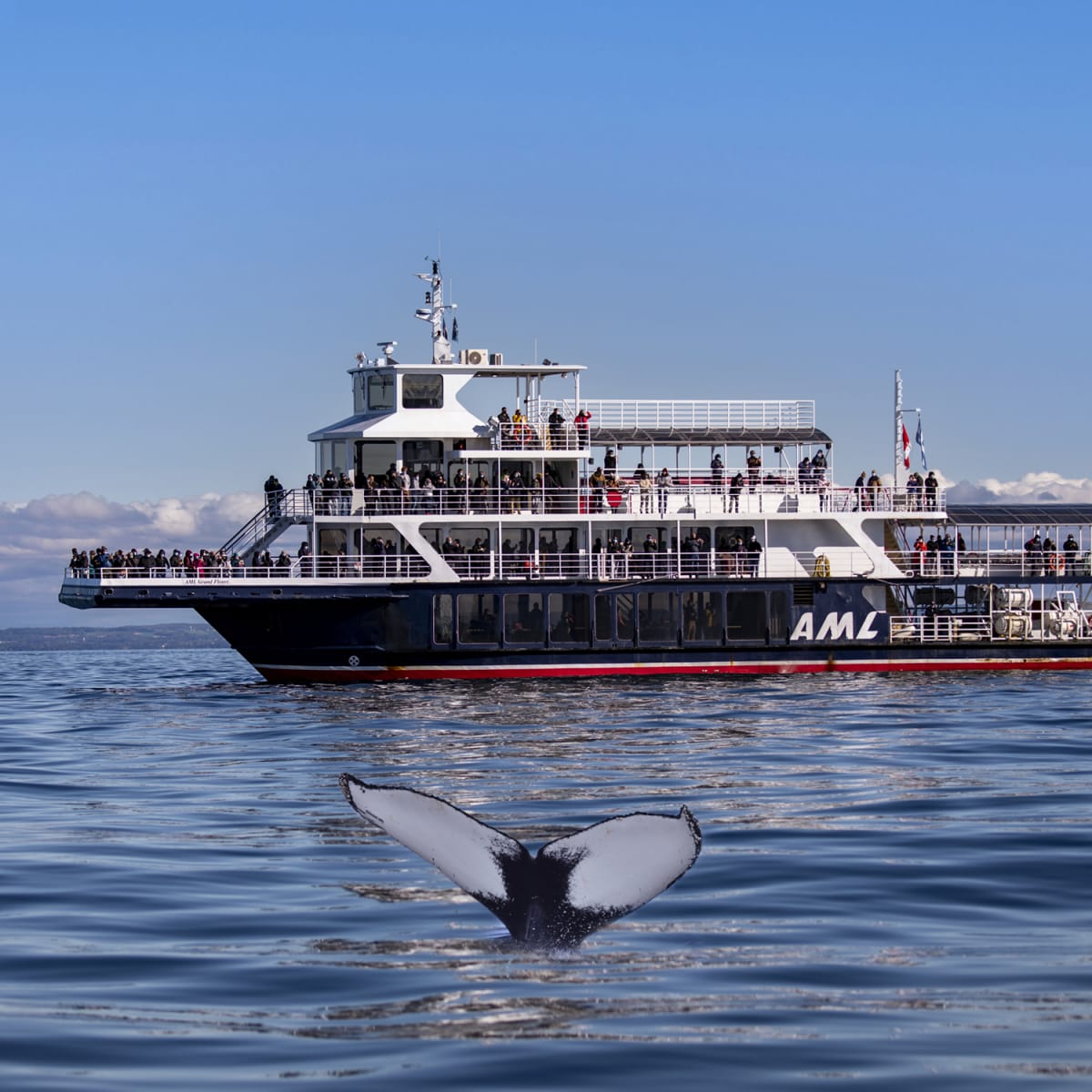 Baleine qui sort de l'eau à côté d'un bateau de croisière.