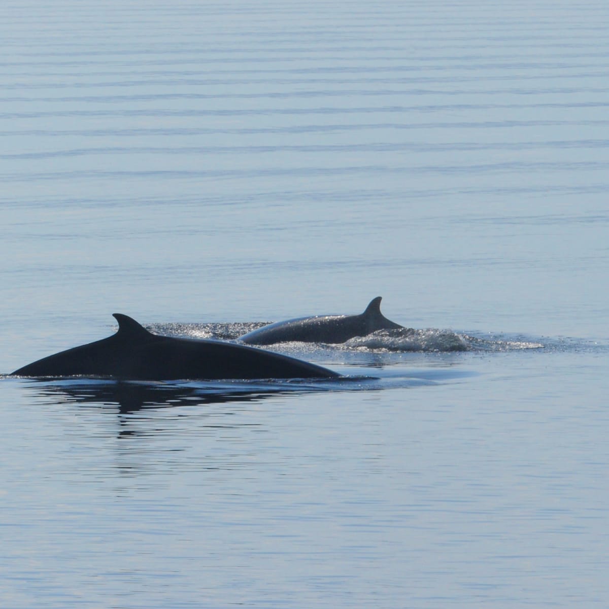 Deux baleines dans l'eau.