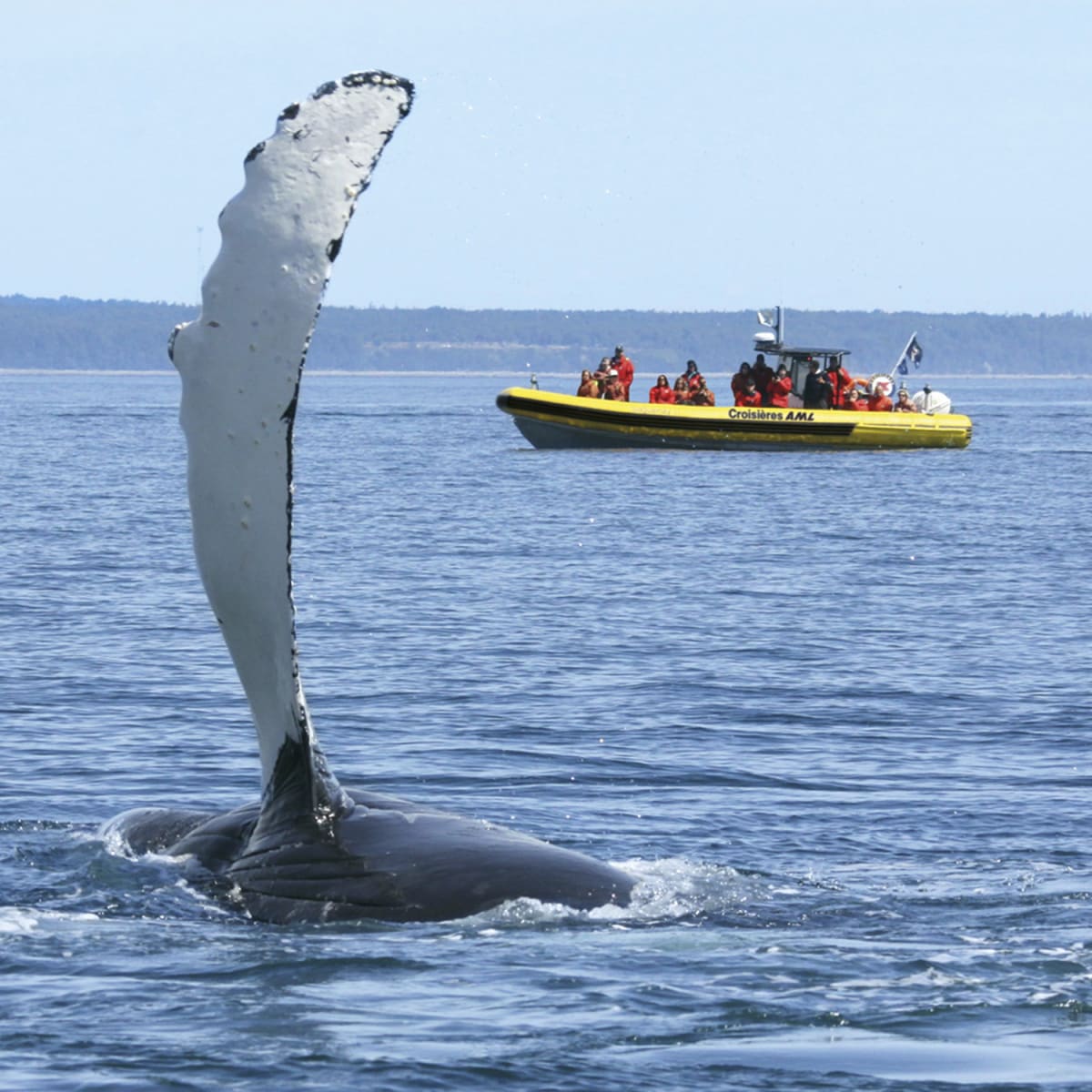 Baleine hors de l'eau à côté d'un zodiac.