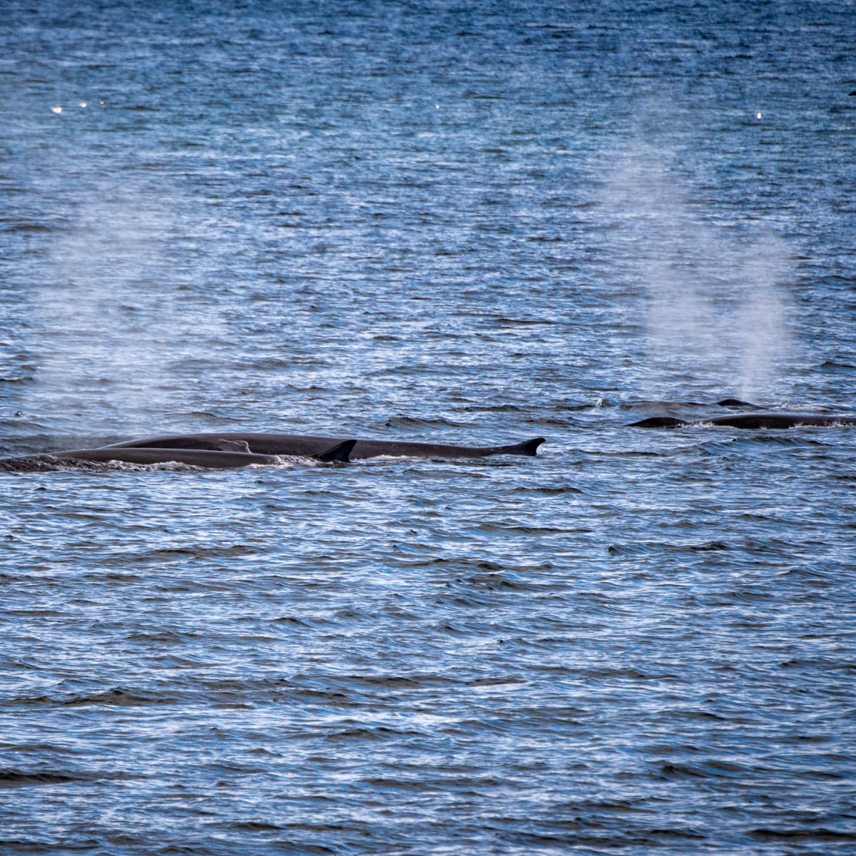 Deux baleines dans l'eau et leur souffle.