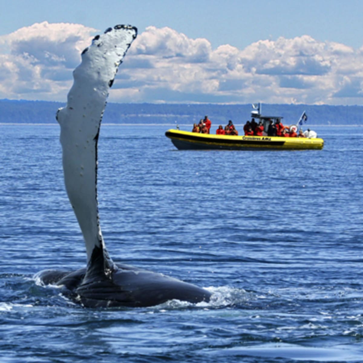 Whale-watching cruise.