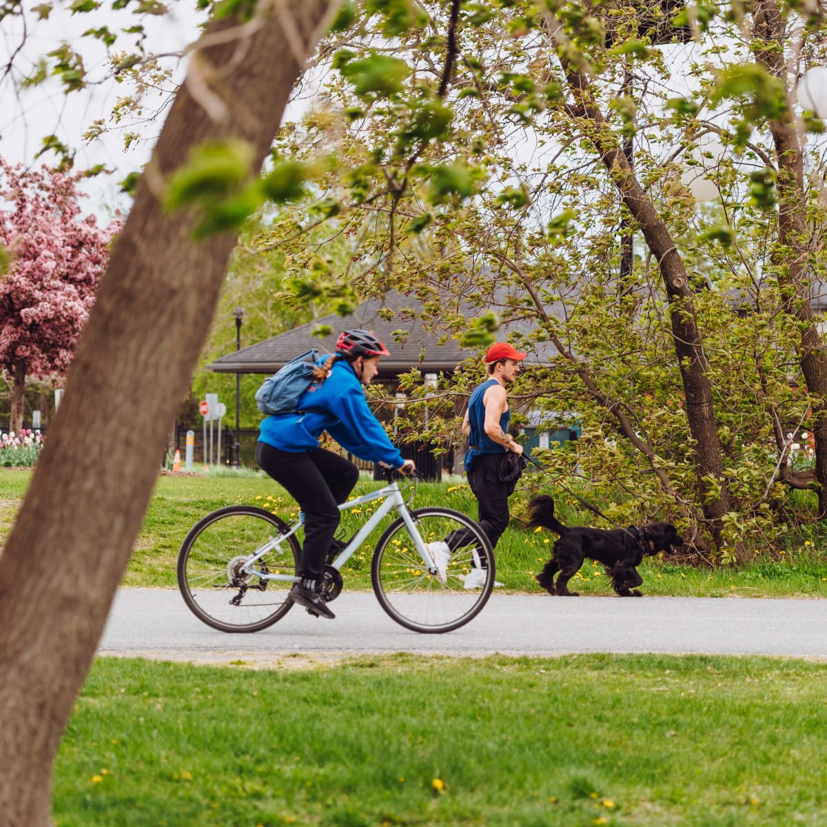 Cyclistes sur une piste asphaltée, avec un arbre en floraison en arrière-plan.