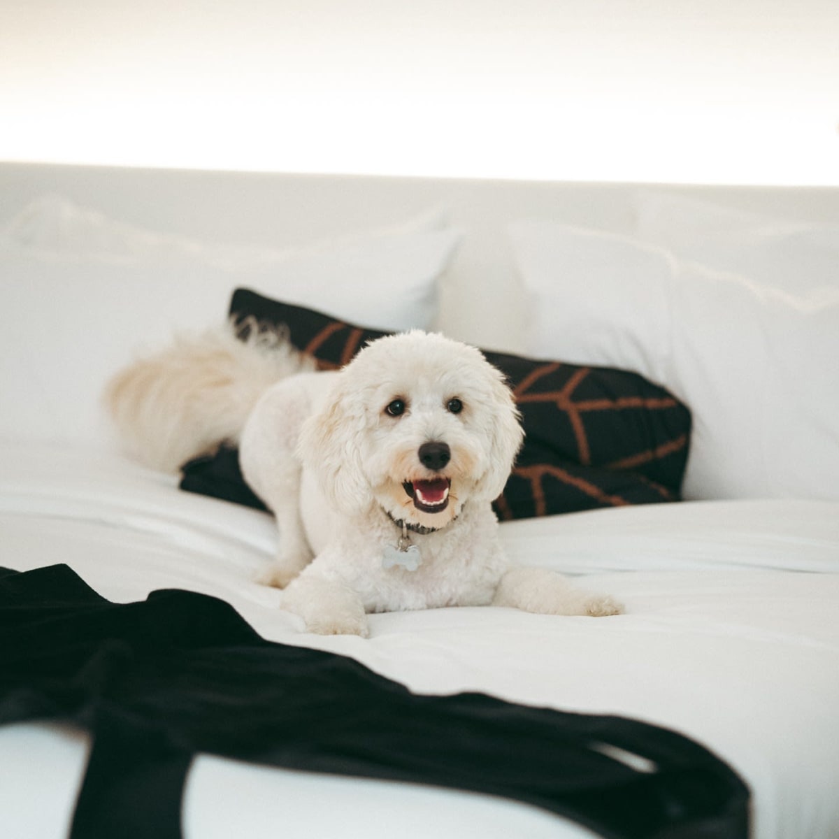 Chien sur un lit à l'hôtel W Montréal.