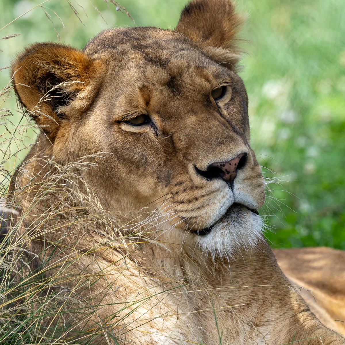 Animal Park - Zoo de Granby