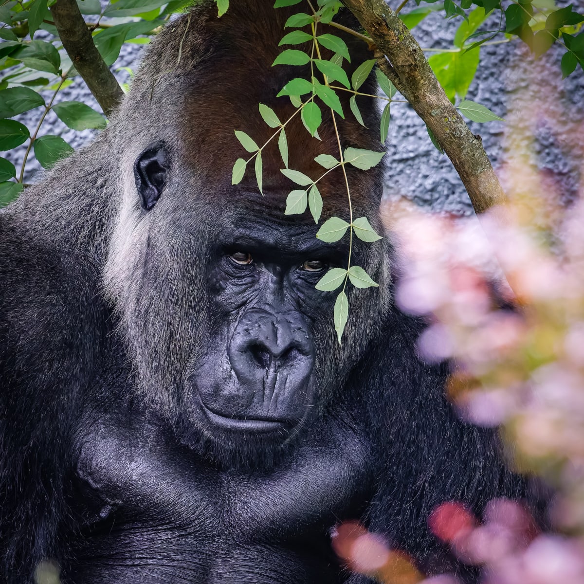 Animal Park - Zoo de Granby