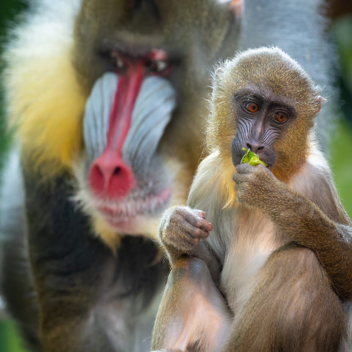 Animal Park - Zoo de Granby