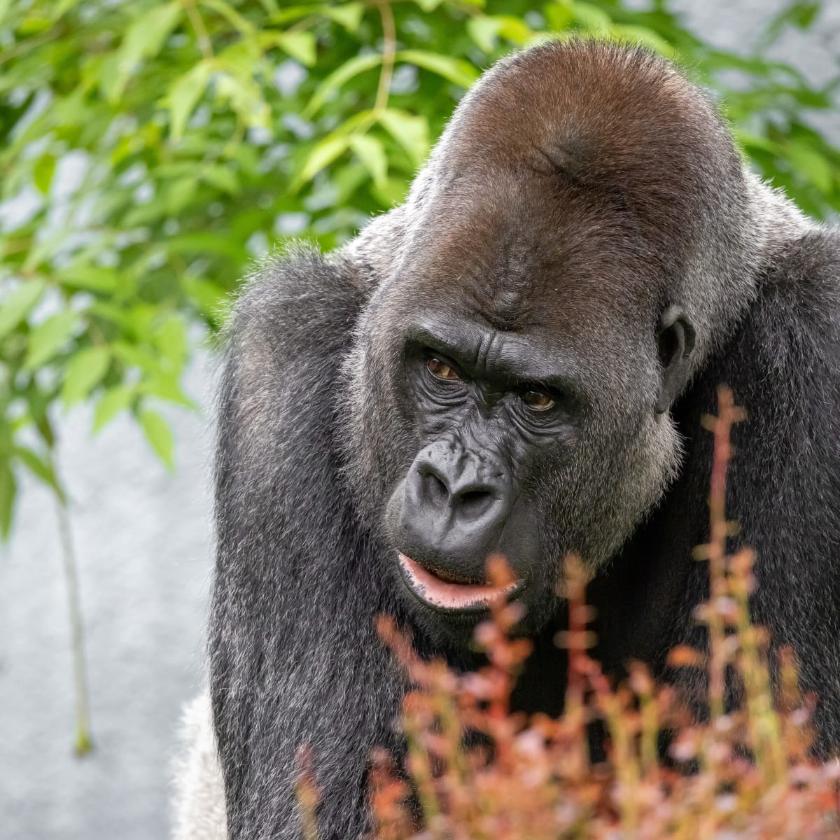 Gorrilla at Zoo de Granby.