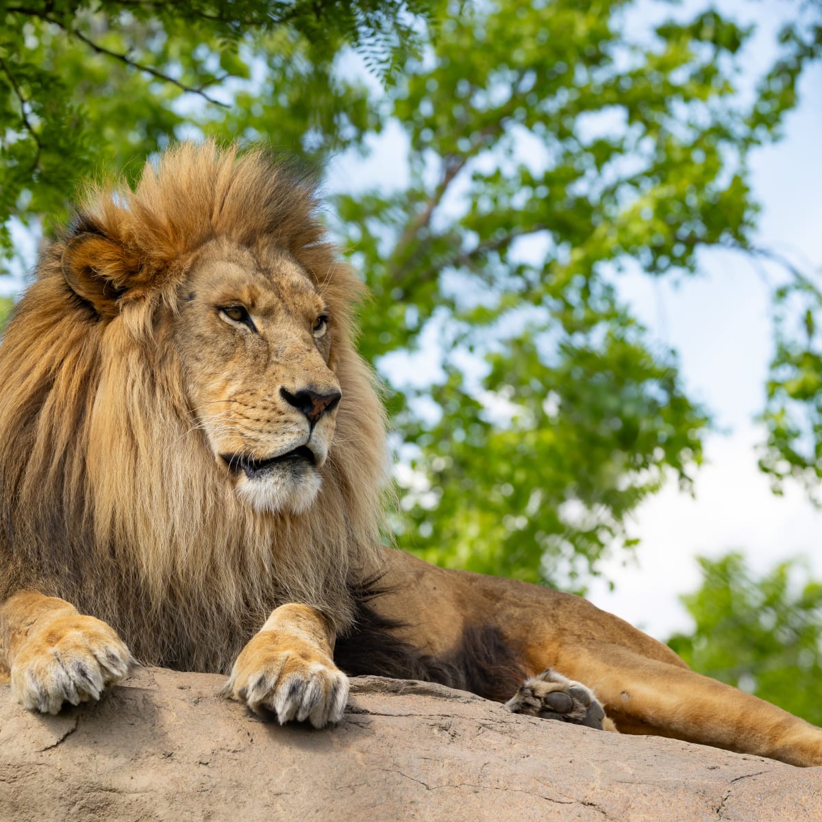 Lion au Zoo de Granby.
