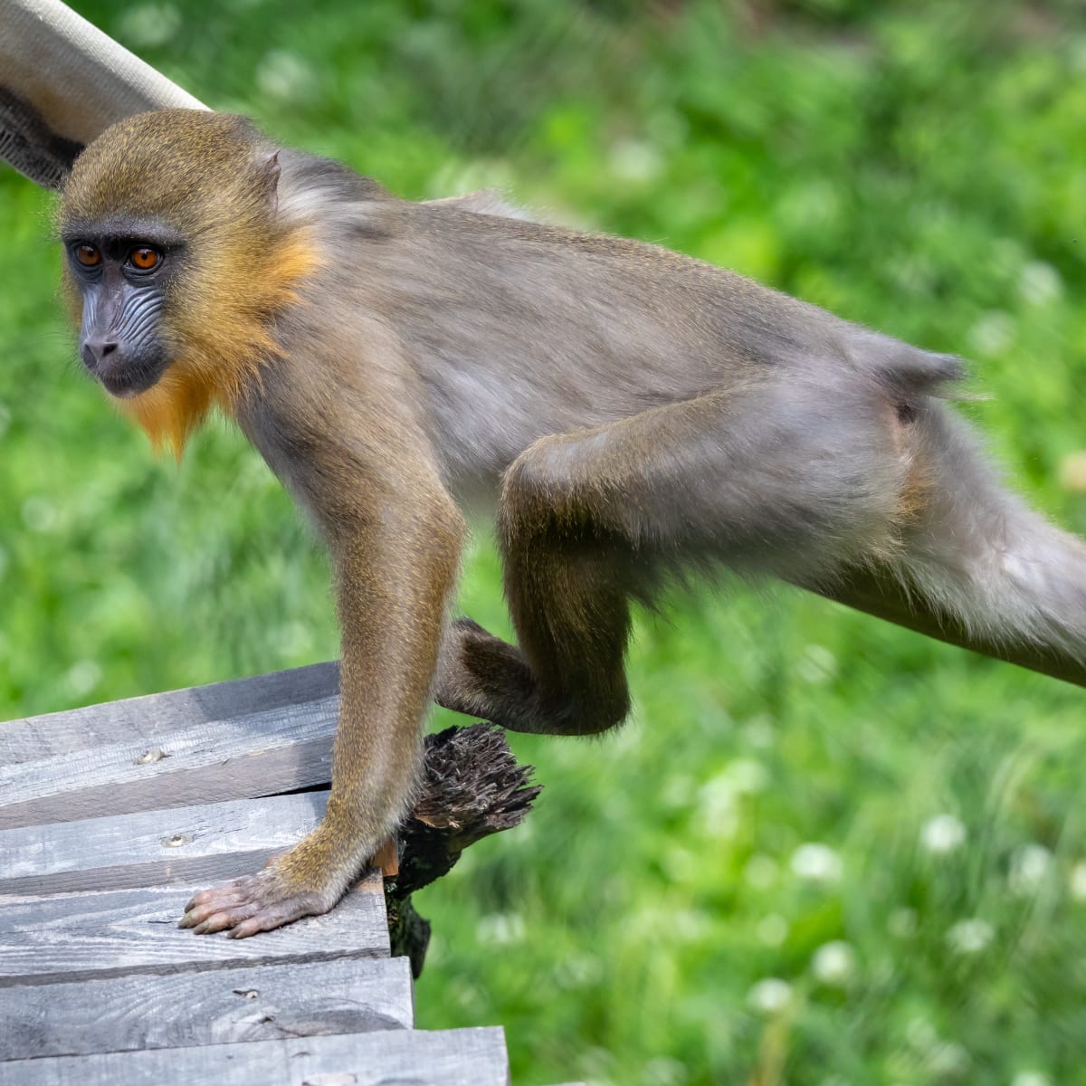 Macaque at Zoo de Granby.