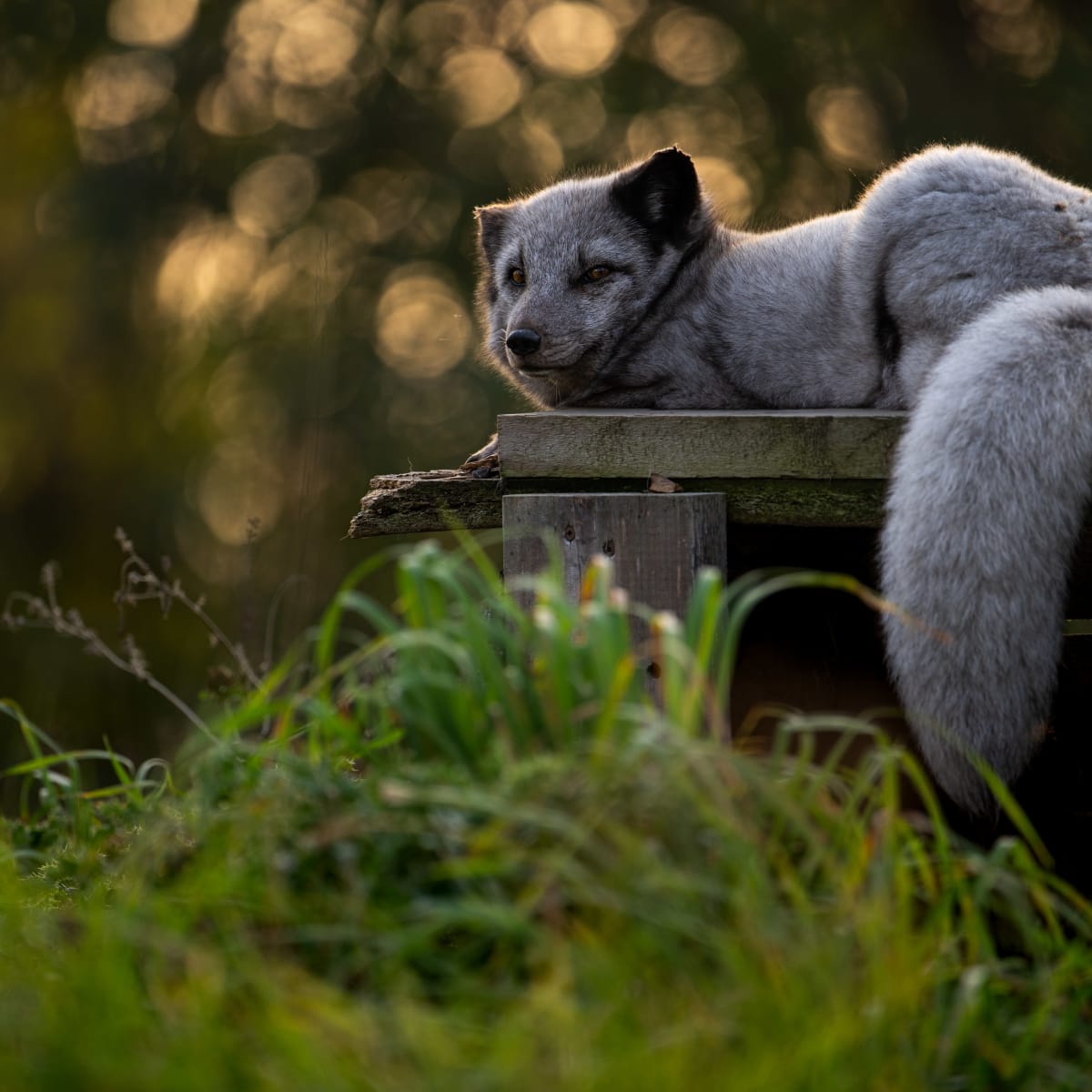 Renard