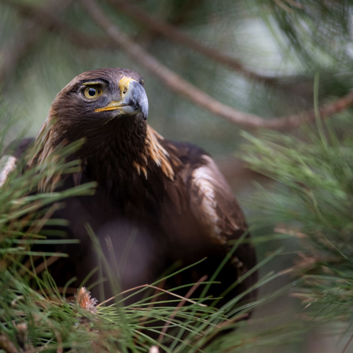 Aigle